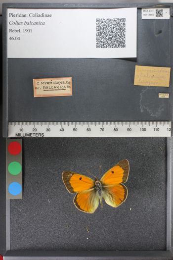 Media type: image;   Entomology 118865